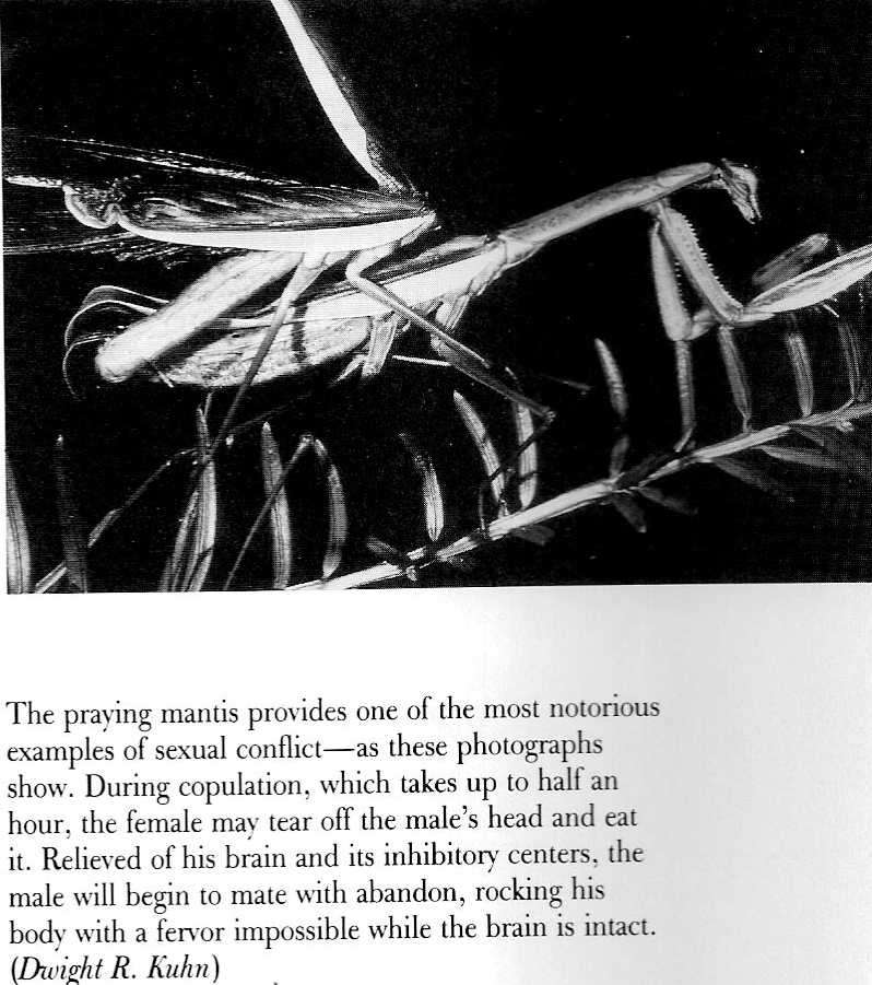 Praying mantis sex and violence 1 praying mantis.jpg