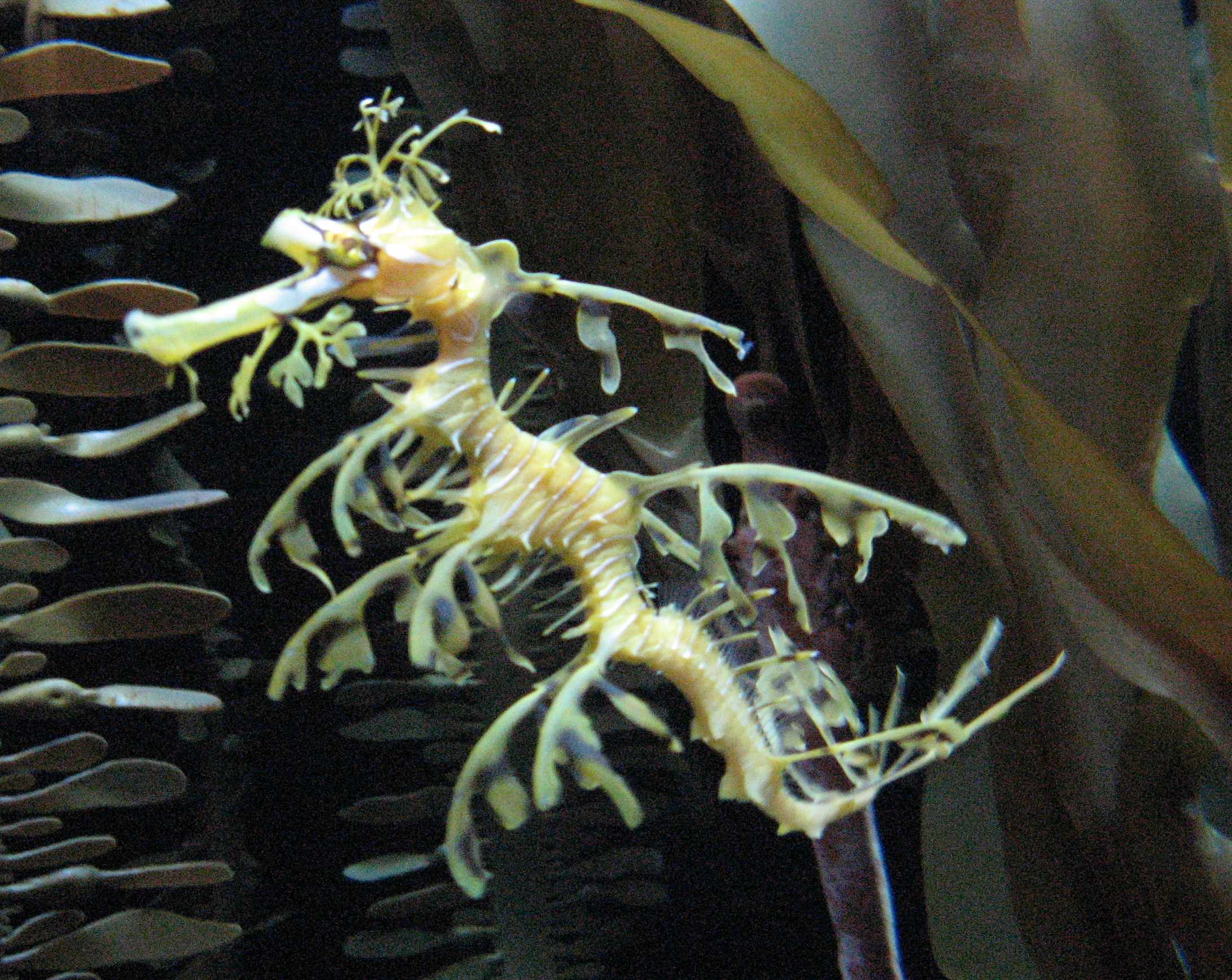 Museums, Train Territory and Oil in Chicago 3 seahorse.jpg