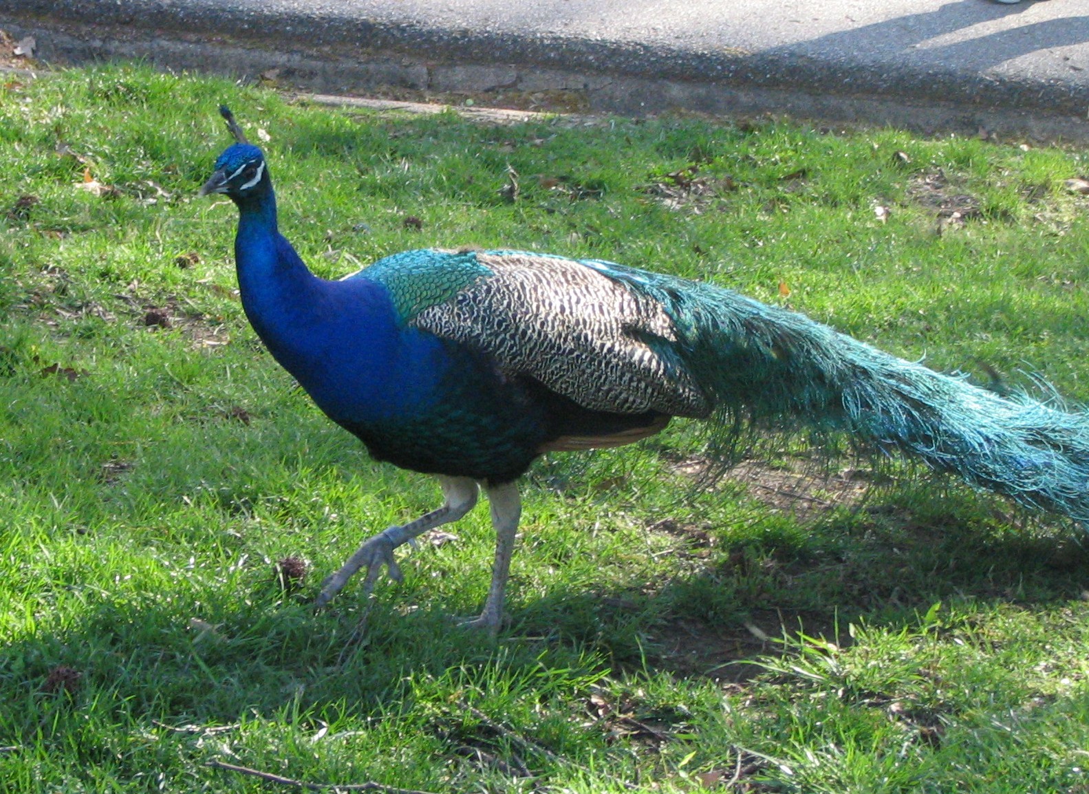 The annual non-sequitur of Easter (Or is God’s “gift†based on a warped version of the moral accounting metaphor?). 1 peacock.jpg