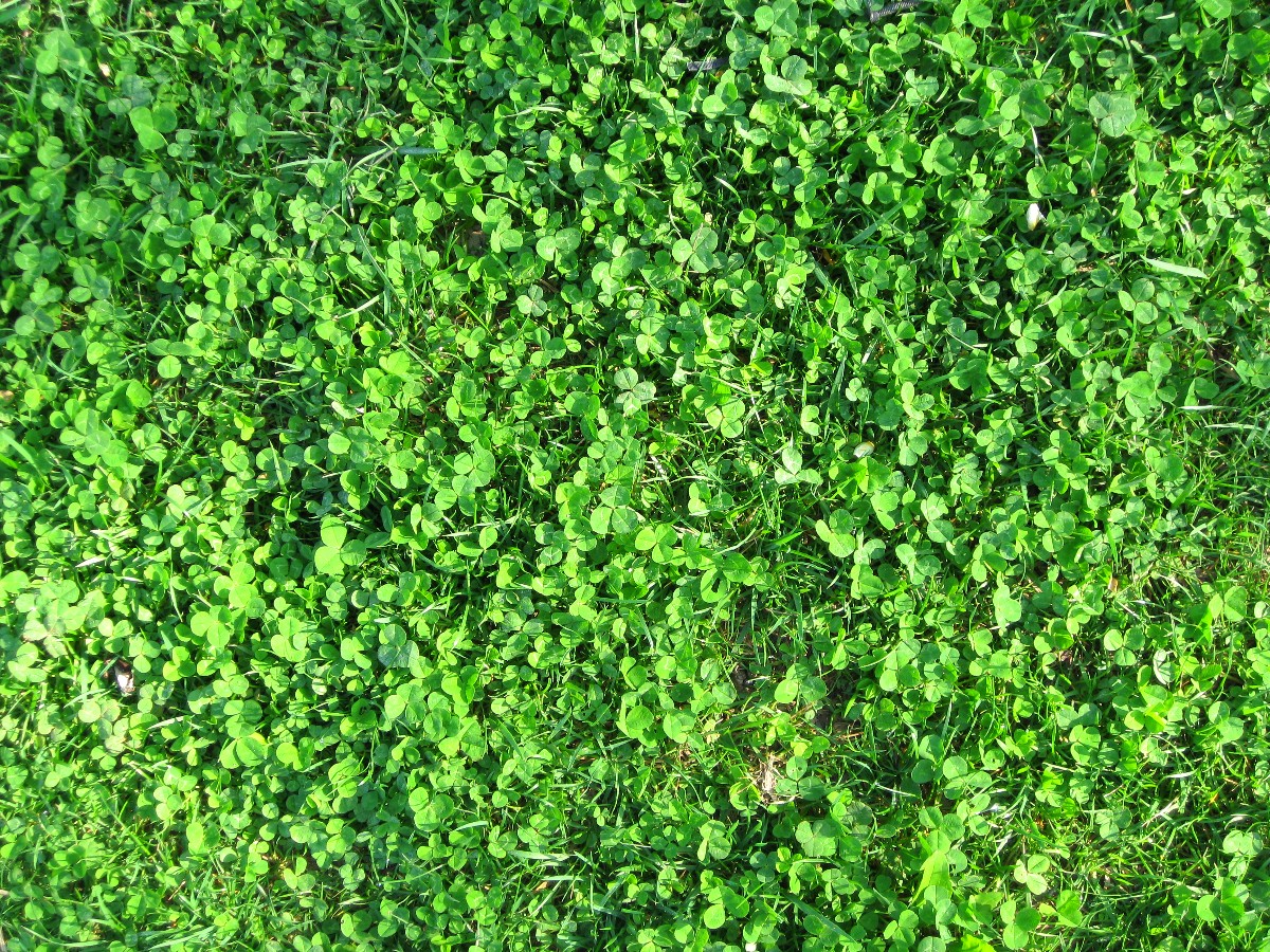 clover-lo-res clover lo res
