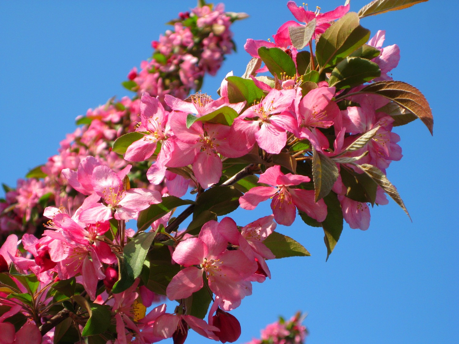 flowering-fruit-tree-against-blue-sky-lo-res flowering fruit tree against blue sky lo res