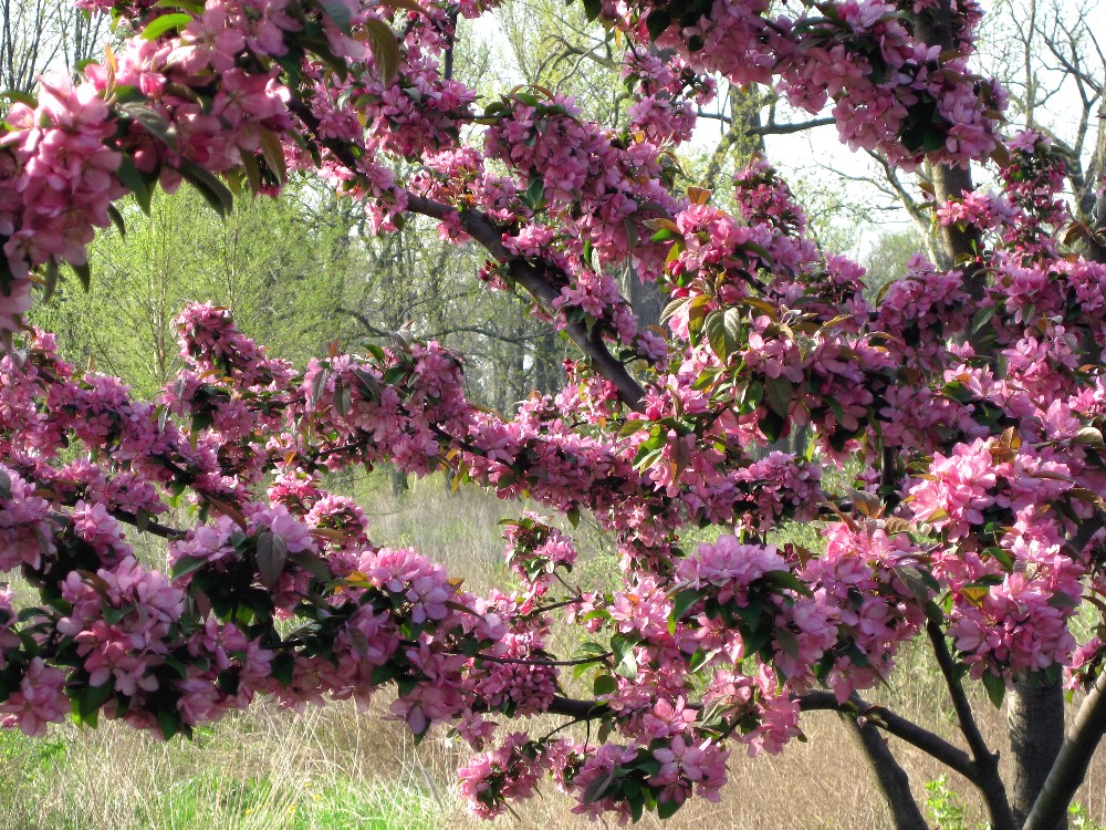 flowering-fruit-tree-explosion-lo-res1 Flowering fruit tree