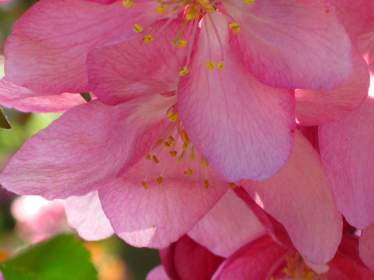 flowering-fruit-tree-lo-res flowering fruit tree lo res