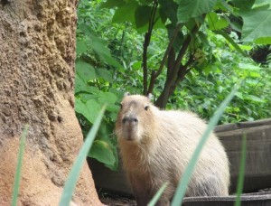capybara