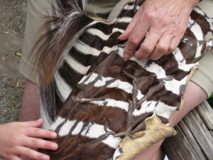 zebra colors