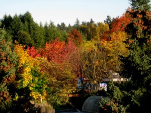img_2636 img 2636