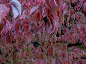 img_2680 img 2680