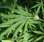 marijuana-warrantedarrest-flickr Image by warrentedarrest at Flickr (creative commons)
