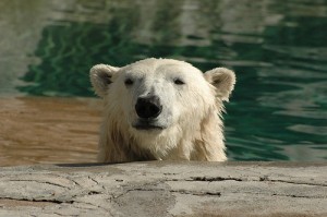 polar-bear-amerune-flickr Image by amerune at Flickr (creative commons)