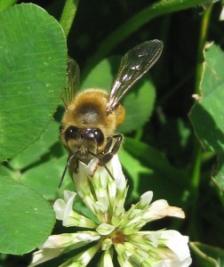img_7207 Image by Erich Vieth