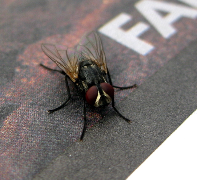 fly Image by Erich Vieth