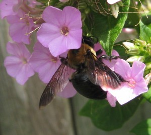 bumblebee bumblebee