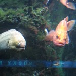 Orange Fish at Shedd 3 img 8580