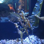 Orange Fish at Shedd 4 img 8593
