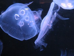 img_8606 Image by Erich Vieth
