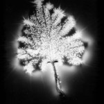 kirlian-leaf Image by Richardsharp at Flickr (creative commons)