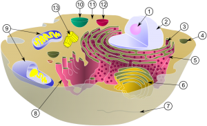 cell wikimedia commons