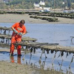 792px-Oyster_culture_in_Belon,_France_03 792px Oyster culture in Belon France 03
