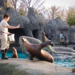 Having more fun with photos using Lightroom 4 6 Feeding sea lion