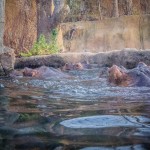 Having more fun with photos using Lightroom 4 13 IMG 8352