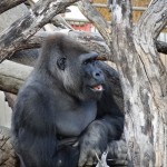 Having more fun with photos using Lightroom 4 4 Zoo chimp