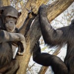 Having more fun with photos using Lightroom 4 5 Zoo chimps