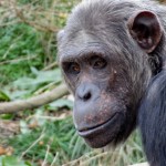 Having more fun with photos using Lightroom 4 1 Zoo chimps2
