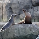 Having more fun with photos using Lightroom 4 2 Zoo sea lions