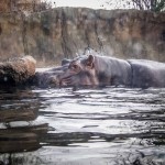 Having more fun with photos using Lightroom 4 8 hippo