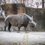 Having more fun with photos using Lightroom 4 3 rhino
