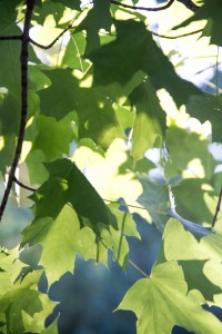 Present day leaves 1 IMG_2216 Leaves