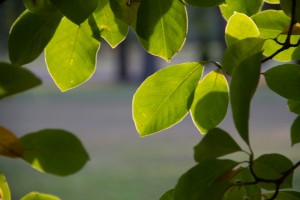 Present day leaves 4 IMG_2321 Leaves 2