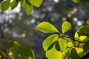 Present day leaves 5 IMG_2324 Leaves 2